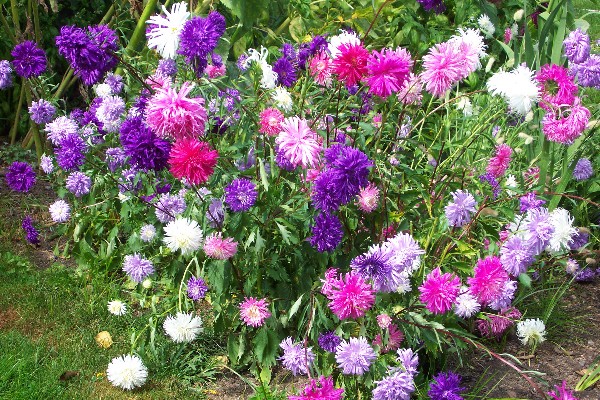 Types of Aster Flowers