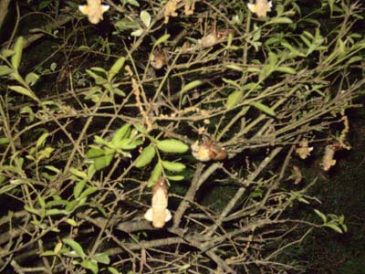  Fertilizer  Herbs on When A Cicada Emergence Hits An Area The Best Protection