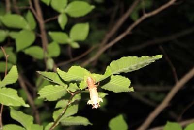  Fertilizer  Herbs on When A Cicada Emergence Hits An Area The Best Protection