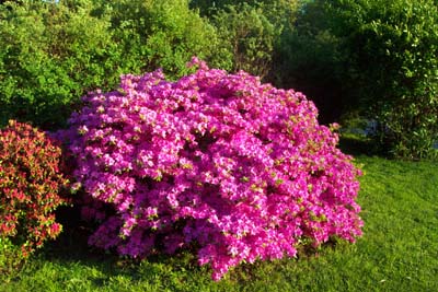 How To Grow Azaleas Azalea Flowering Bush Care The Gardener S Network,Virginia Creeper Poison Ivy Plant 5 Leaves