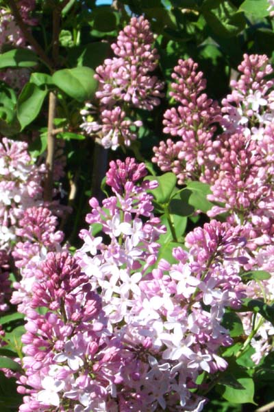 Flower Picture on Lilac Flower Pictures Images  Lilac Jpegs Clipart  Gardener S Network