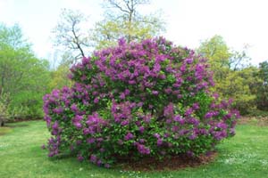 How To Prune Lilacs Pruning Lilac Bushes By The Gardener S Network,What Does Poison Sumac Look Like On Your Skin