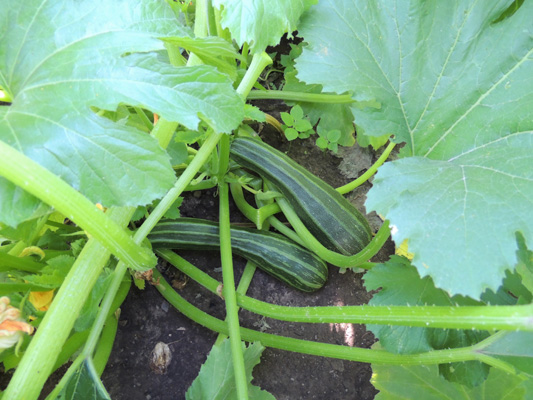 How do you plant squash?