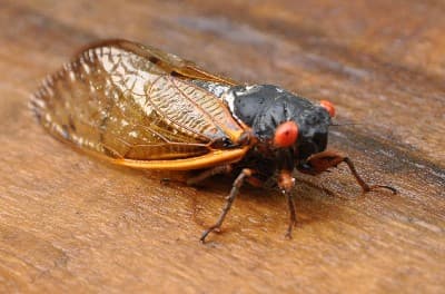Cicada Adult Insect