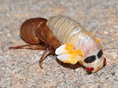 Cicada Brood Emergence