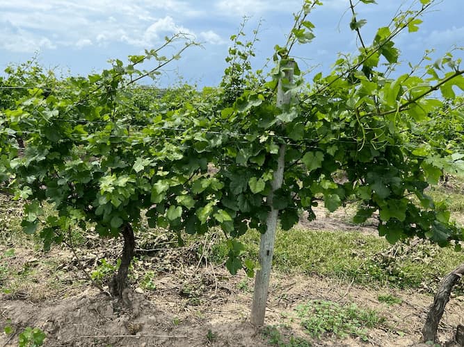 Growing Grape Vines