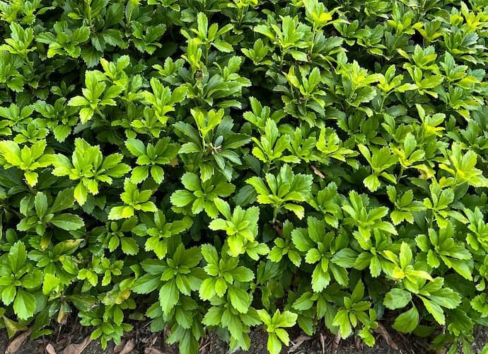 Pachysandra Ground Cover