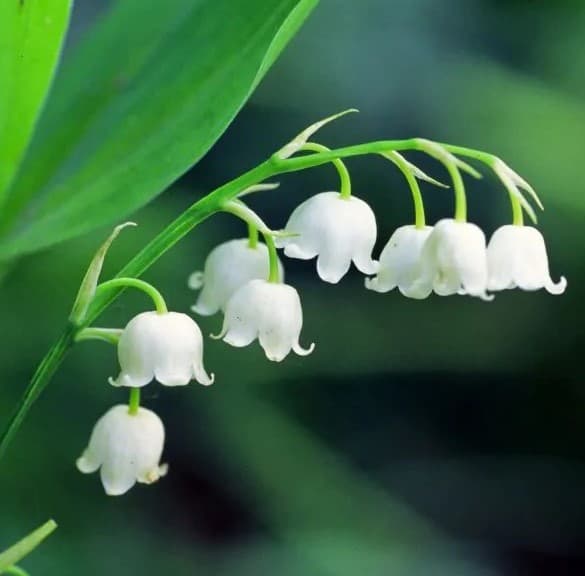 Convallaria Lily of the Valley Fflower
