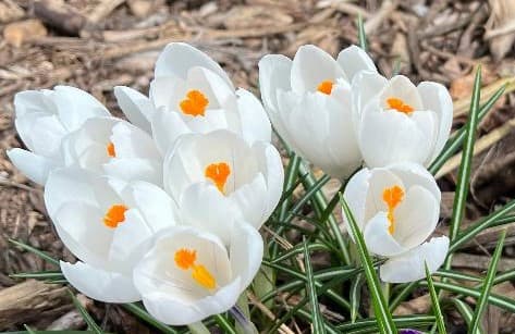 Crocus Flower White