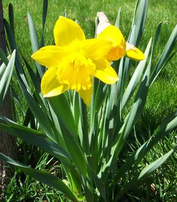 Daffodil Flower Bulb