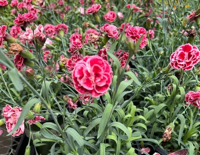Live Plant Dianthus Electric Red Pinks Flower Tree Plant