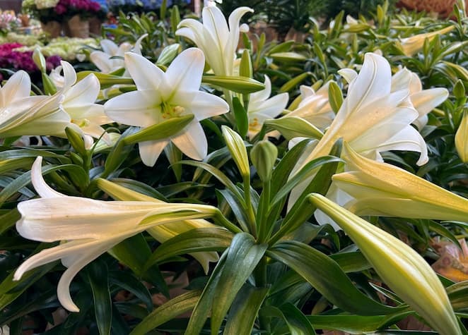 Easter Lily Flower Plant