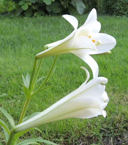Easter Lily Flowers