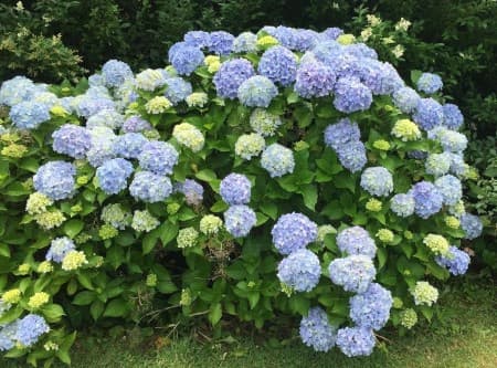 Hydrangea Flowers Blue