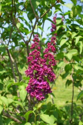 Lilac Flower 19