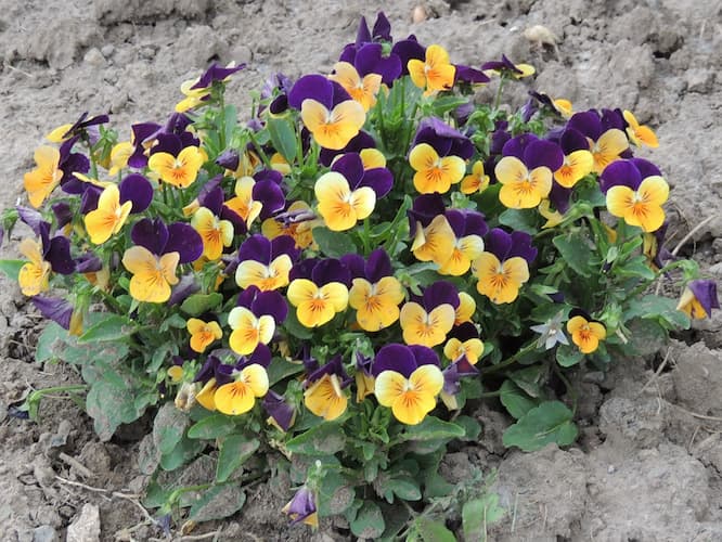 Pansy Pictures Purple Yellow