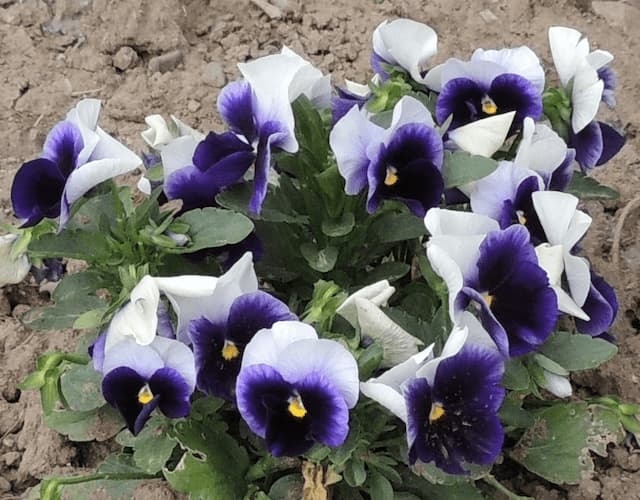Pansy Flowers Blue White