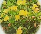 Primrose Flower-Yellow