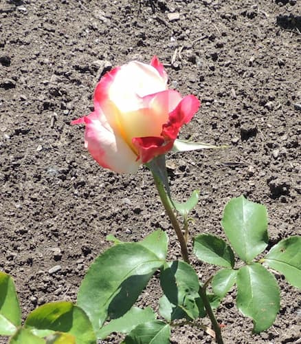 Rose Flower 10