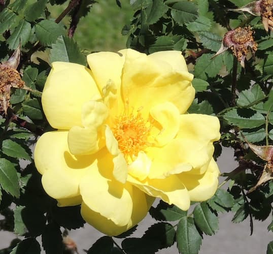 Rose Yellow