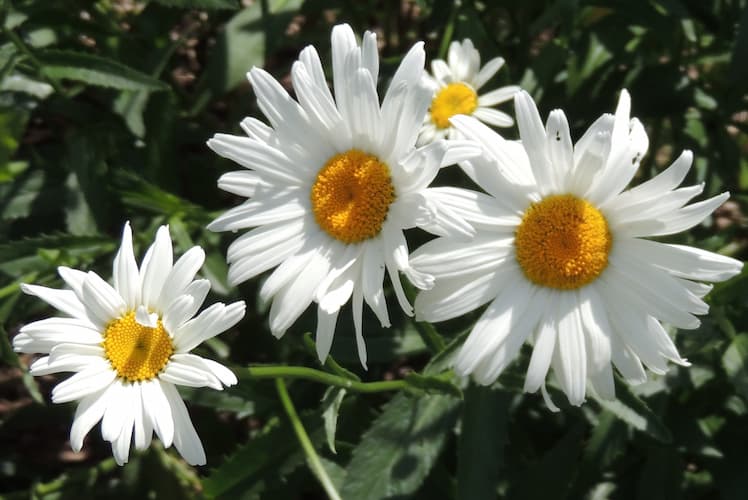 How to Grow Daisy Flowers. Growing Perennial Daisies Flower Plant.