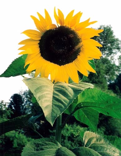 Sunflower Variety 01