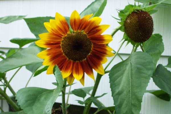 Sunflowers -two
