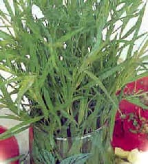 Tarragon Herb Plant