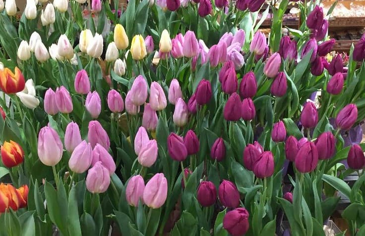 Tulips Flowers 2020