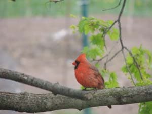 Nothern Cardinal Male 02
