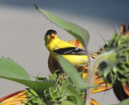 Goldfinch Bird 03