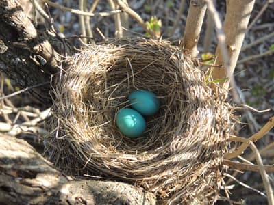 Robin Nest Eggs