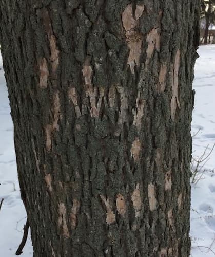 Ash Tree Borer Damage