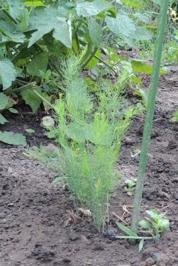 Asparagus Plants 08-2019