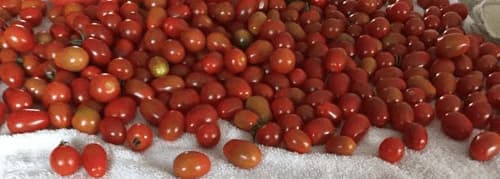 Cherry Tomatoes 2017