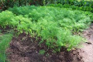 Fennel Herb Plants