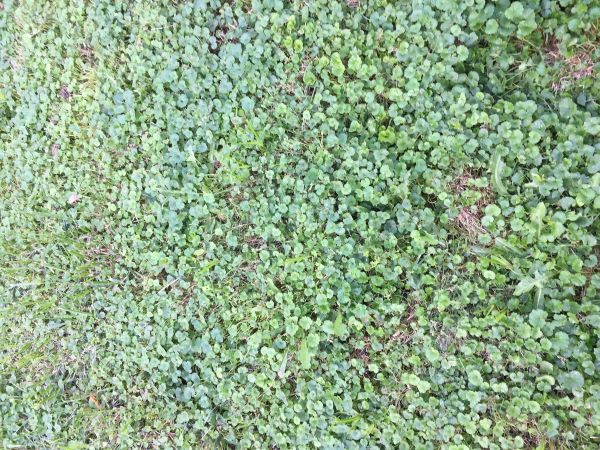 ground-ivy-vining-plant-invasive-lawn-and-garden-weed-by-the-gardener