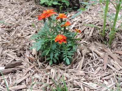 How To Grow Marigold Annual Flowers French Marigold Plants For A Better Flower Garden Get Growing With The Gardener S Network