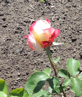 Red and White Rose bud