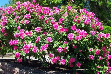 Rose Flower Pictures Images. For a better garden, follow Gardener's ...
