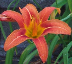 How to Grow Tiger Lily Flowers. For a Better Garden, Join The Gardener