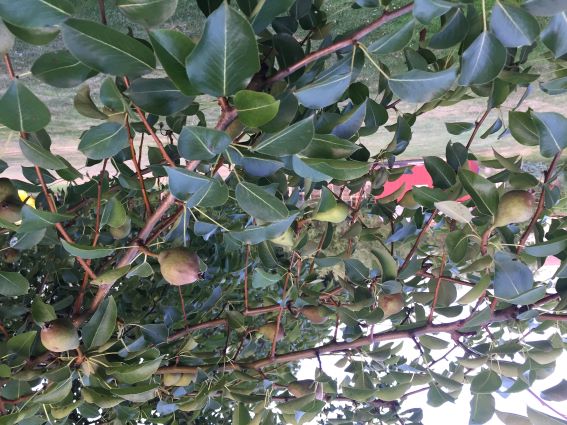 How to get pear trees to bear fruit