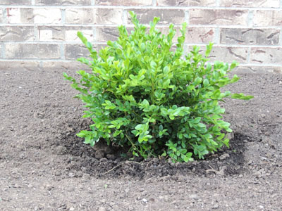 boxwod shrub, shrubs, images, evergreen