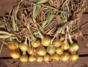 How to Grow Onions. Growing Vidalia onion, Spanish, Purple Onion bulbs