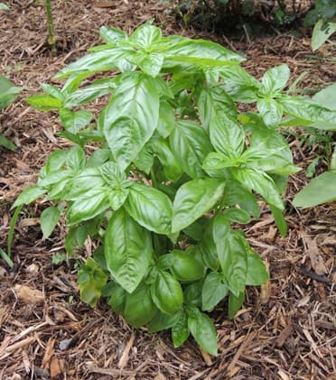 Basil Herb Plant, How to Grow, Garden Tips