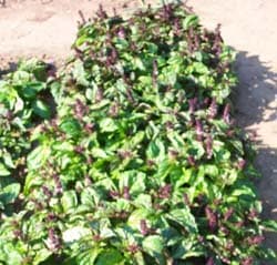 Basil Plant Flowering