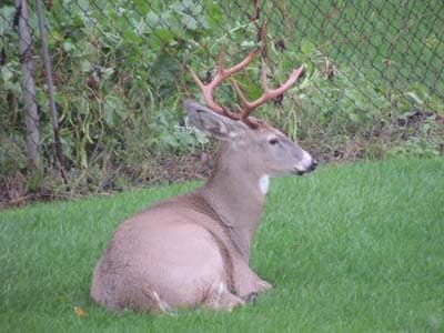 Animal Deer, How to Control Garden Pests