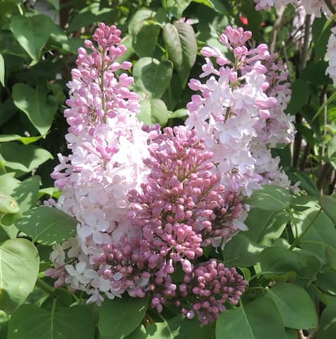 Lilac Flowers 12-21