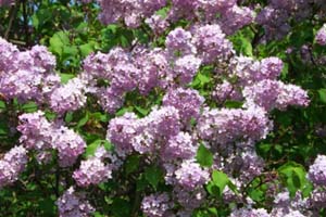 Lilacs Bush 20
