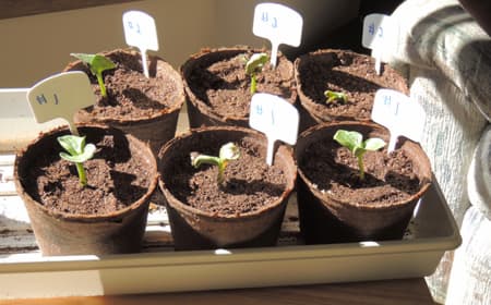 How to Grow Pumpkin Seedlings, Growing Plants